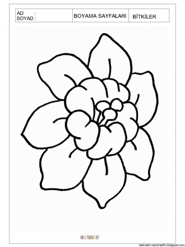 Раскраска цветочек