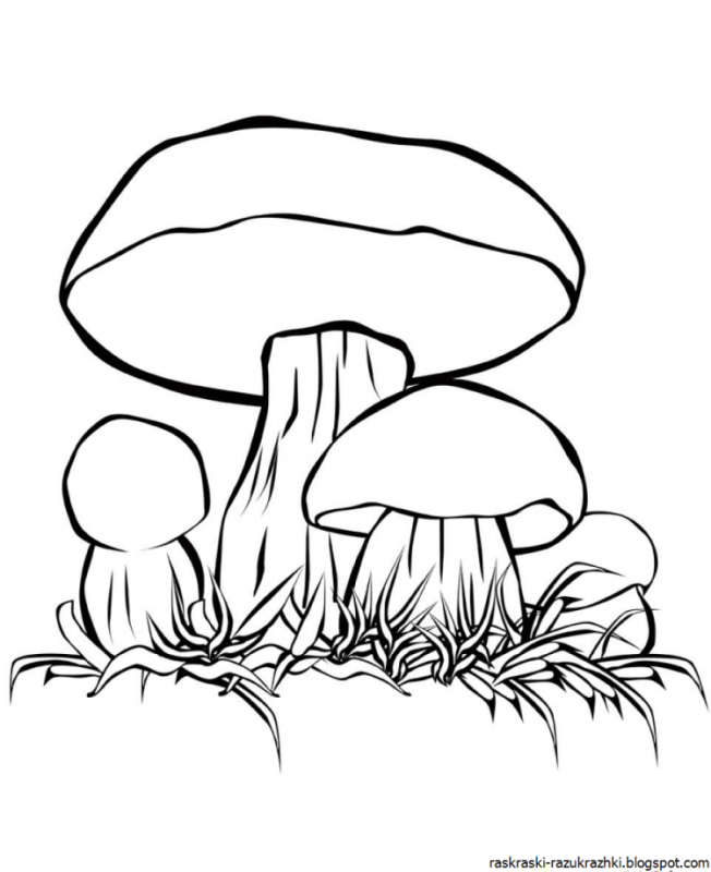 Царство грибов раскраска