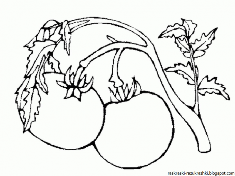 Морковь раскраска