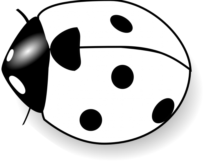 Божья коровка раскраска