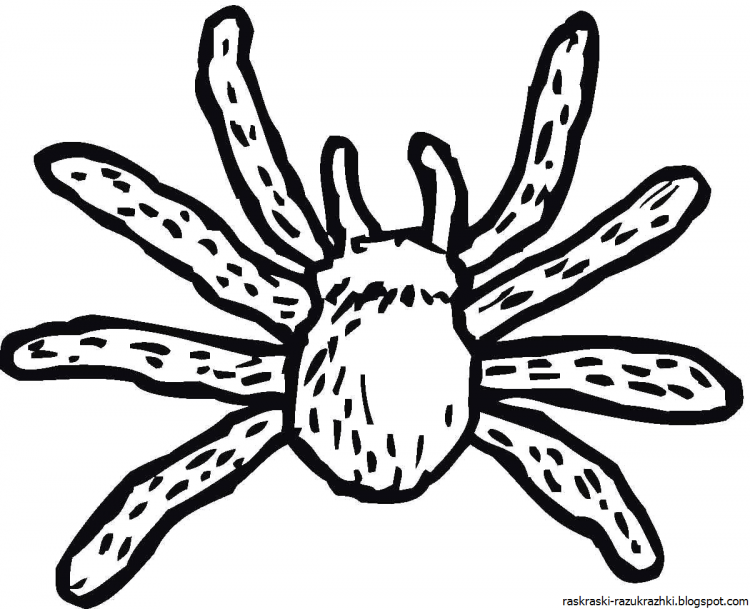 Паук раскраска