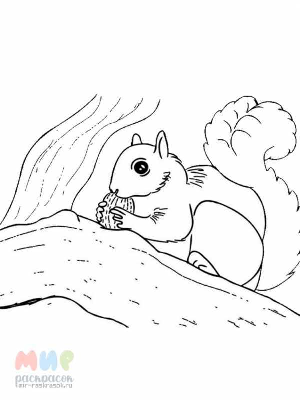 Белка раскраска