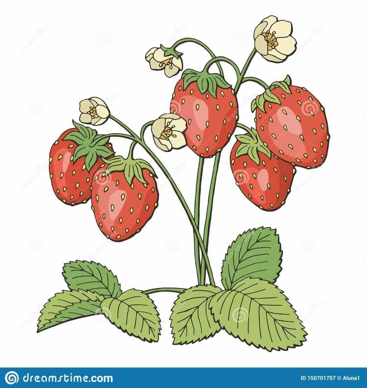 Земляника акварель