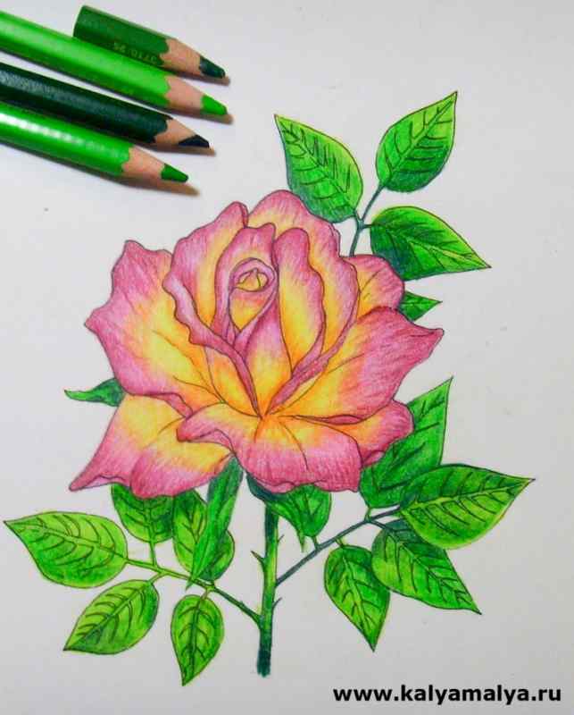 Красивые цветы цветными карандашами