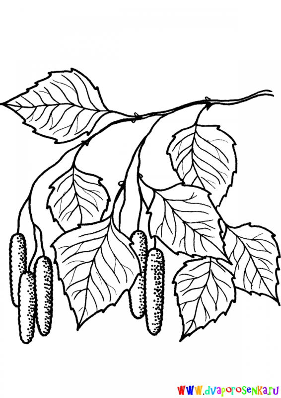 Очертания березы