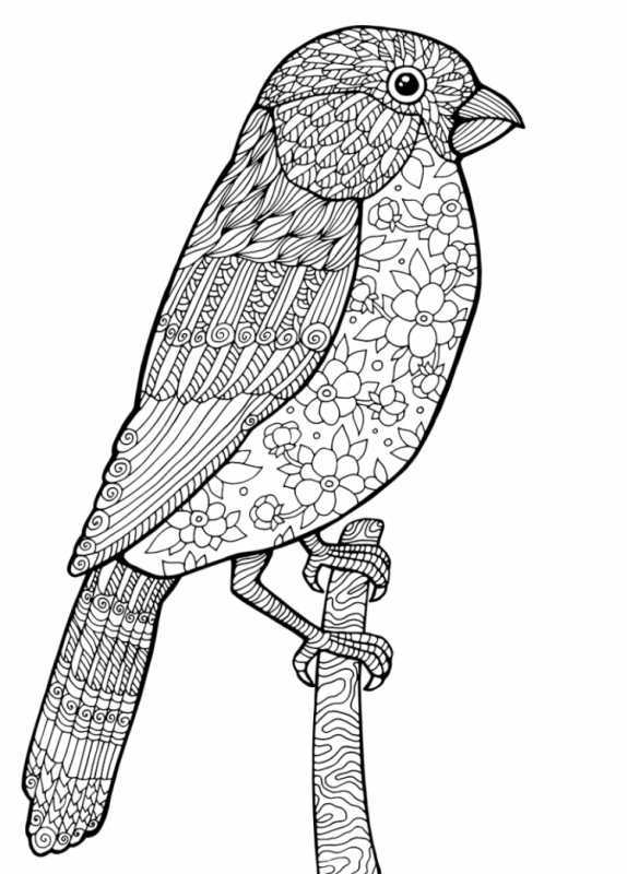 Разукрашки птицы