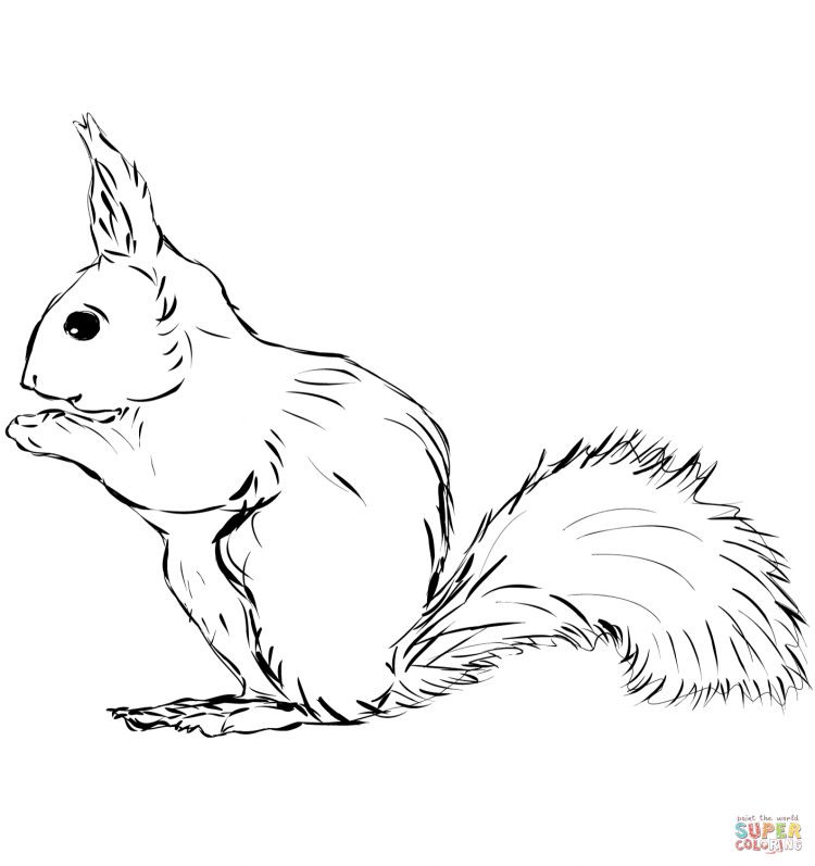 Раскраска белка с бельчатами