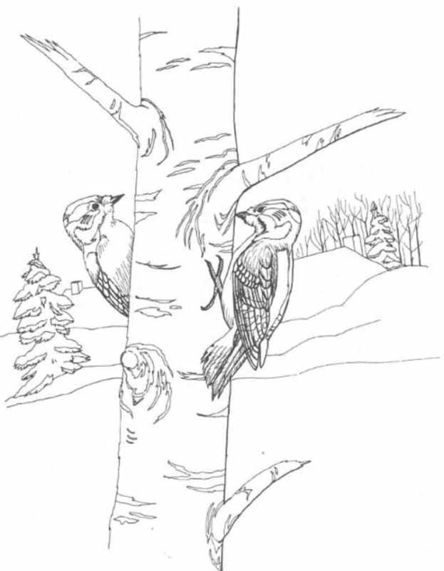 Березовая ветка раскраска