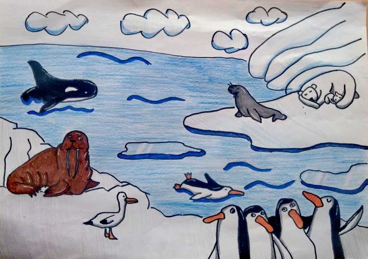 Животные севера раскраска для детей