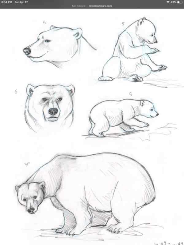 Медведь скетч