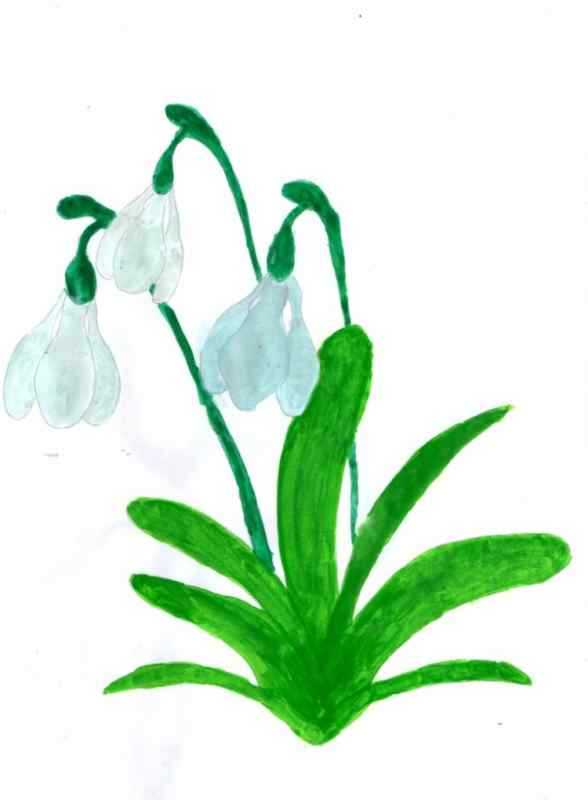 Подснежник в снегу рисунок