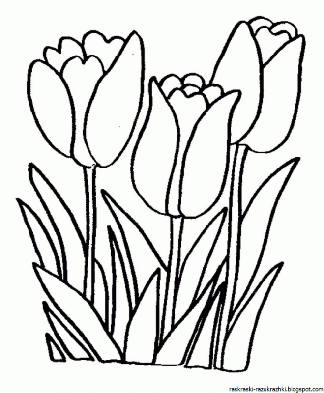 Тюльпан Шренка