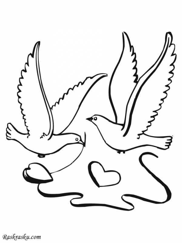 Голубь раскраска для детей