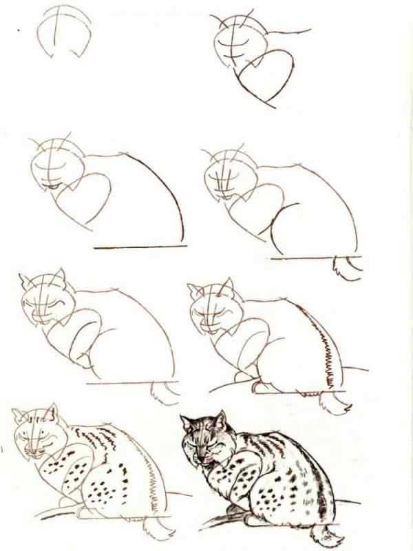 Рисование кошки с детьми средней группы