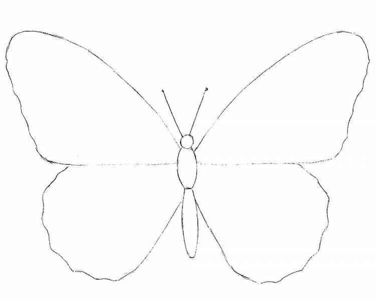 Бабочка рисунок карандашом для детей