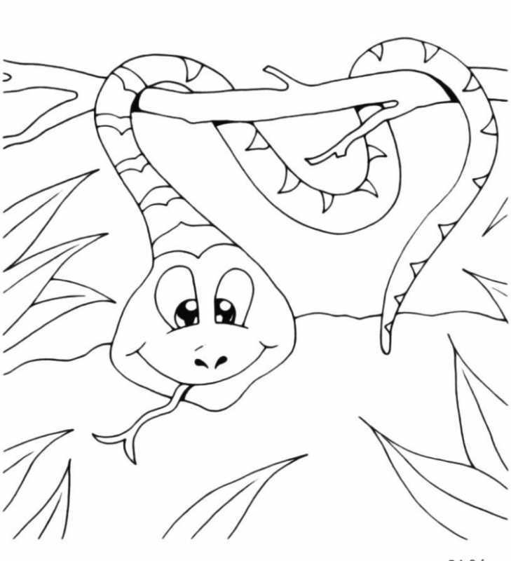 Питон раскраска