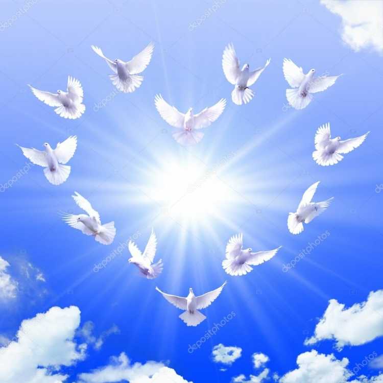 Голубь мира в небе