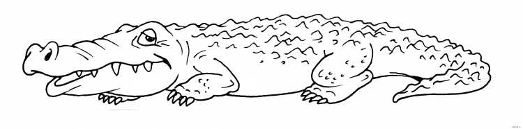 Раскраска крокодил
