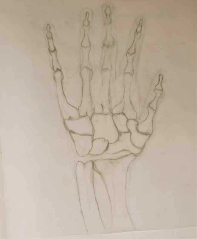 Скелет руки человека референс