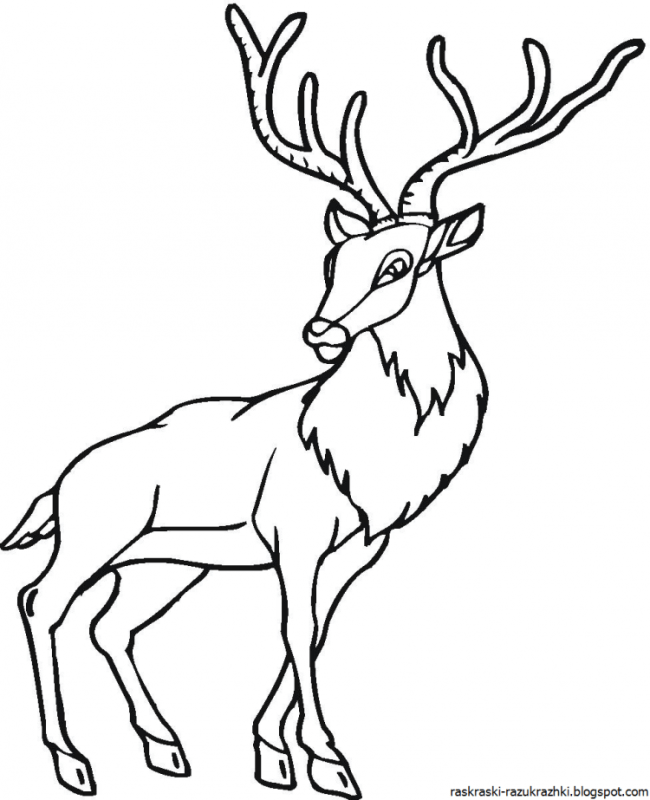 Семья оленей раскраска