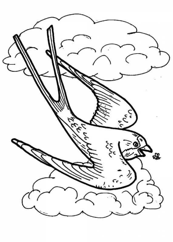 Ласточка картинка раскраска