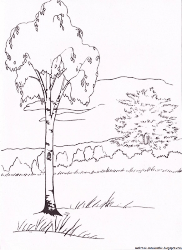 Раскраска Тополь дерево