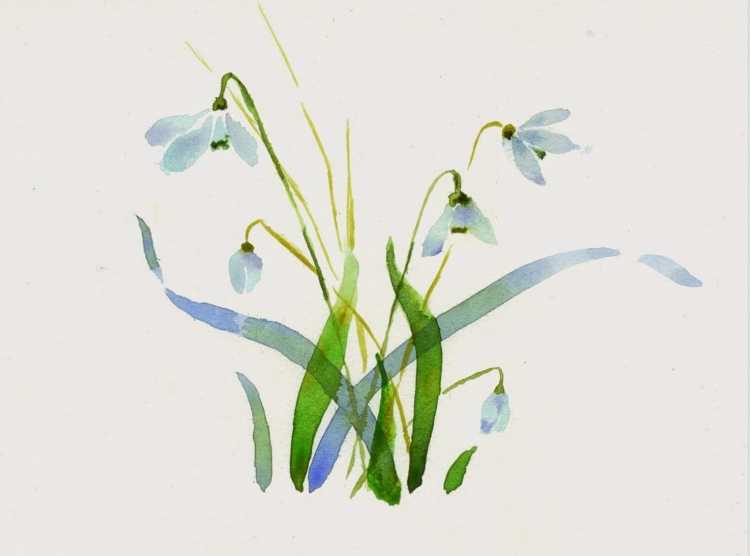 Пролеска Сибирская Ботаническая иллюстрация