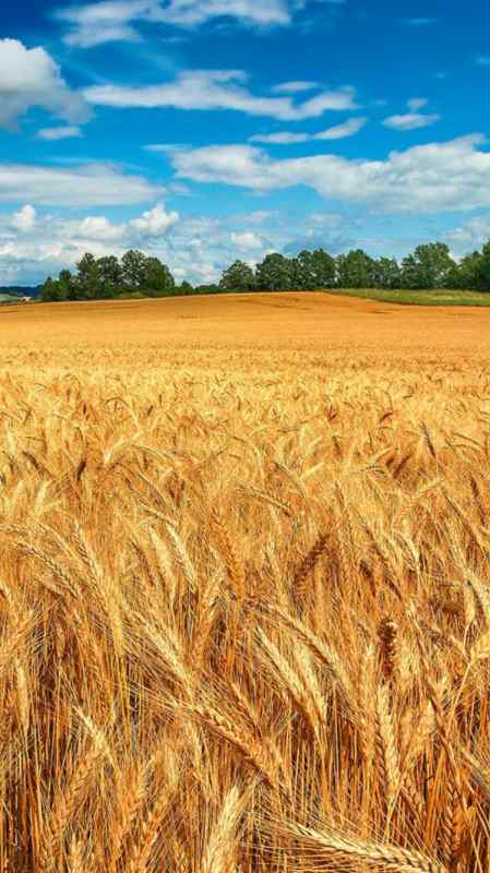Ржаное поле