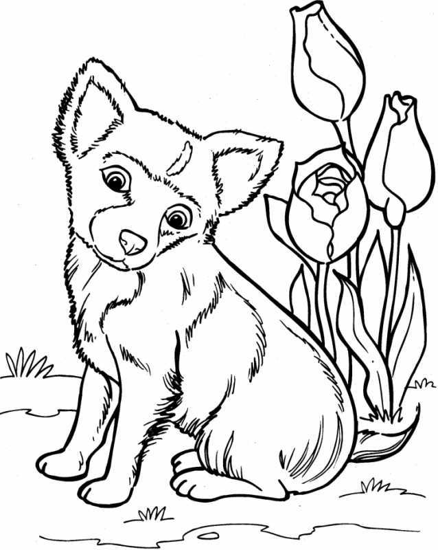 Собачка Соня разукрашка