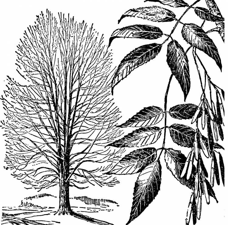 Ясень листья