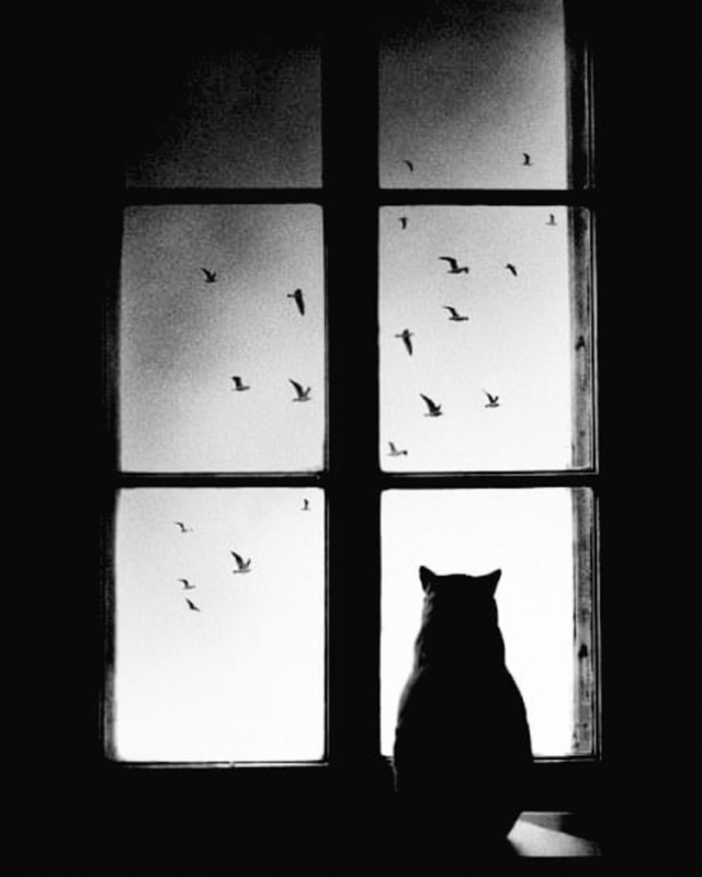 Одинокий кот