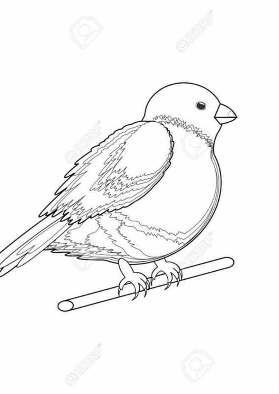 Снегирь рисунок