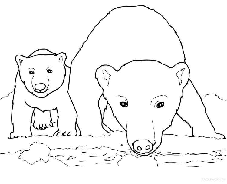 Контур животных Арктики