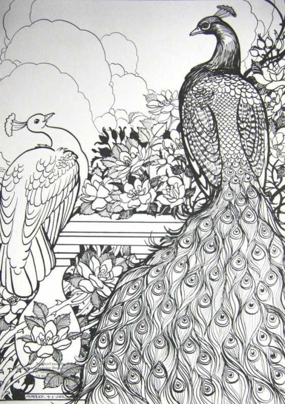 Павлин раскраска для детей