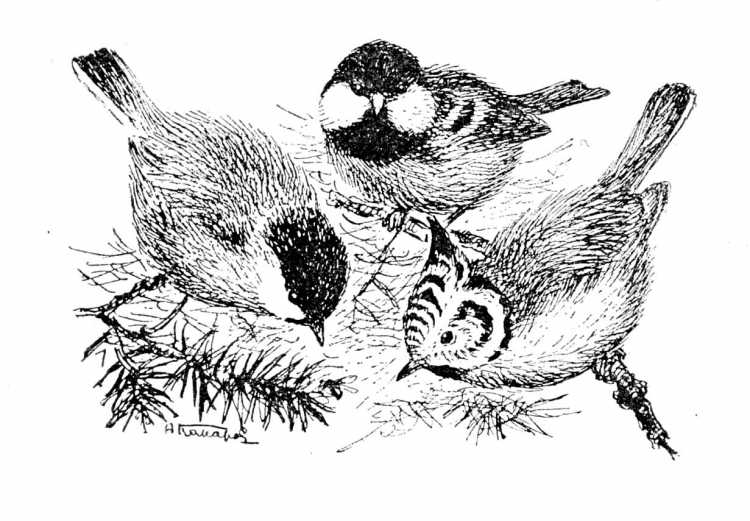 Синица хохлатая, Московка, буроголовая гаичка, синица хохлатая