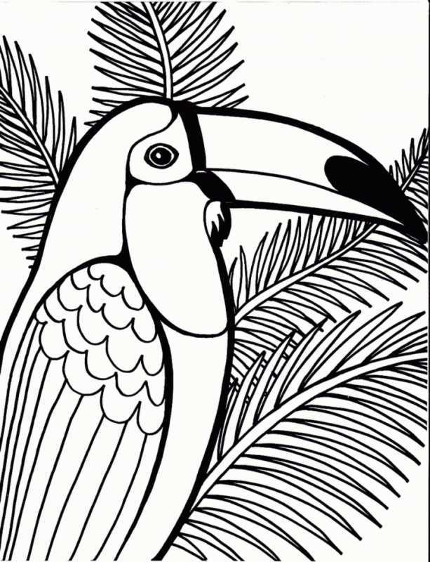 Рисунок попугая для раскрашивания