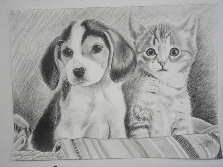 Бездомные животные картинки карандашом
