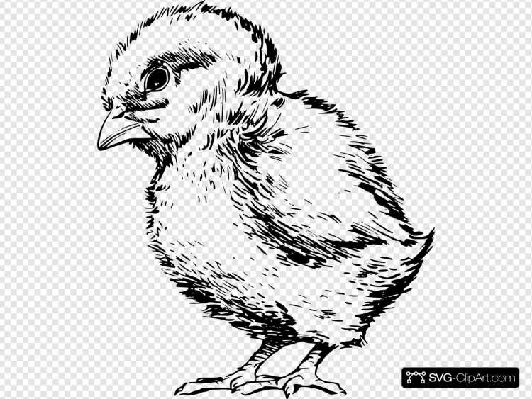 Цыпленок для раскрашивания