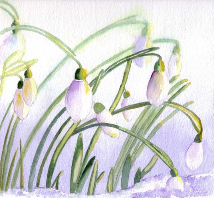 Подснежники гуашью