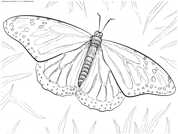 Бабочка парусник раскраска