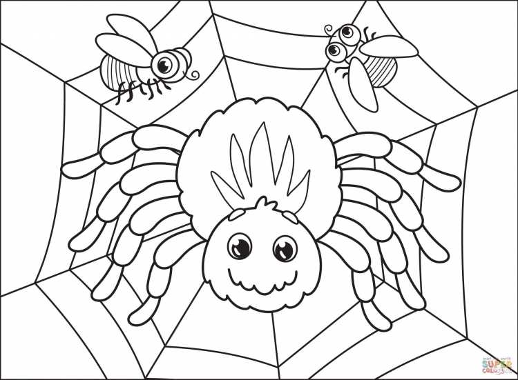 Раскраска паук на паутине