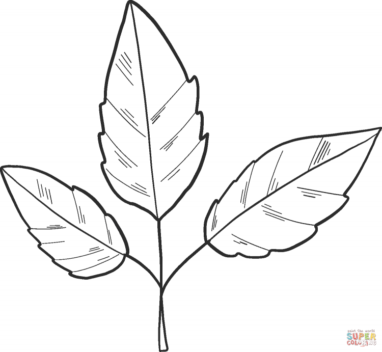 Лист каштана