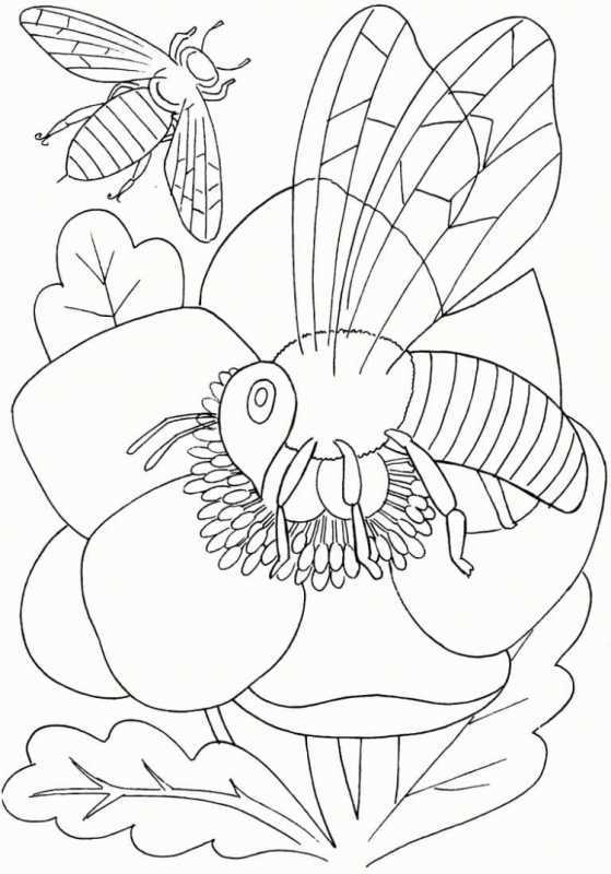 Раскраска насекомые много