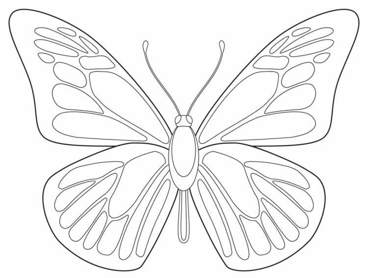 Шаблон бабочки