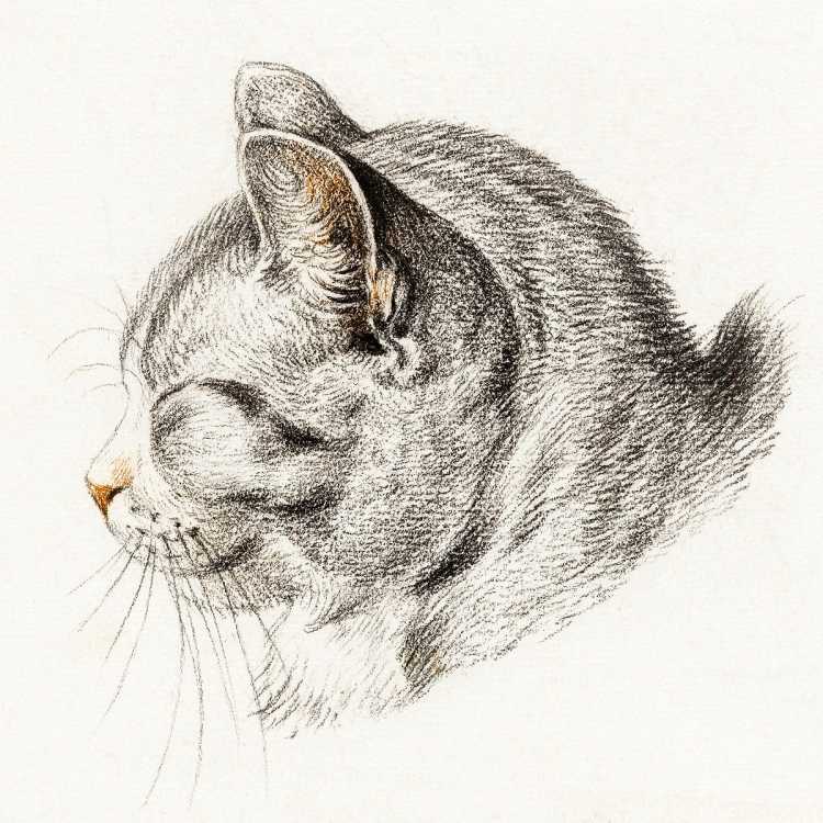 Наброски кошек карандашом