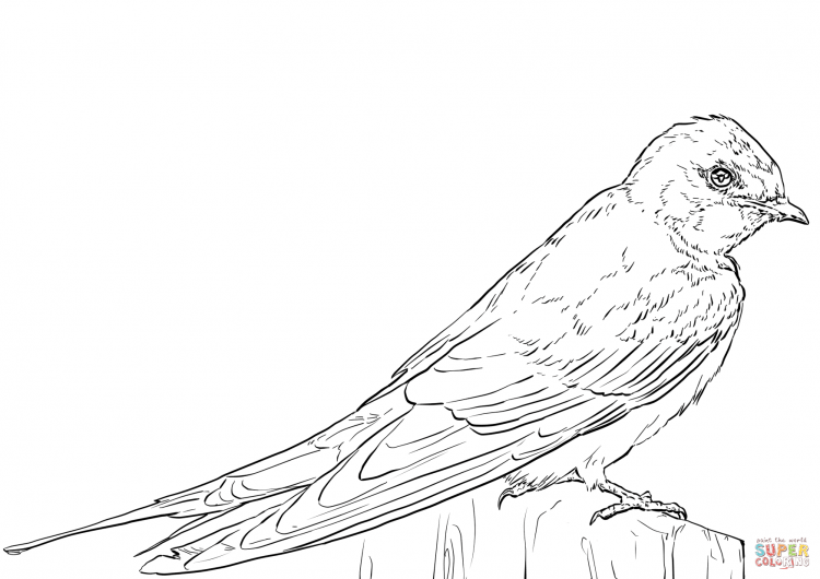 Ласточка раскраска