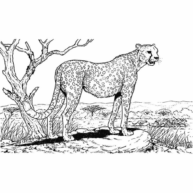 Леопард раскраска для самых маленьких