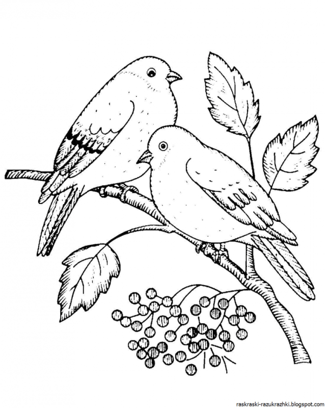 Снегирь раскраска