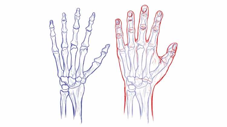 Кости руки скелет