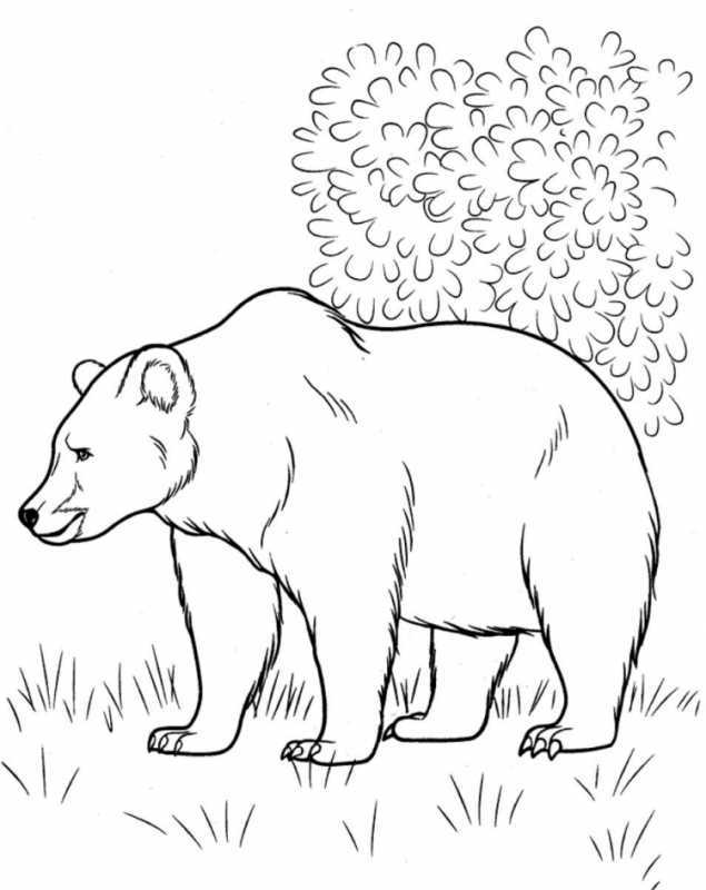 Медведь раскраска